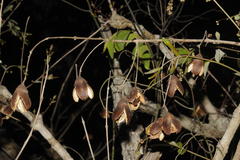Lagerstroemia parviflora